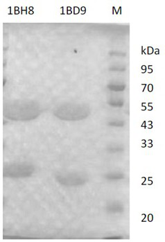 Mouse anti-MCR-1 protein hybridoma cell strain, monoclonal antibody and application