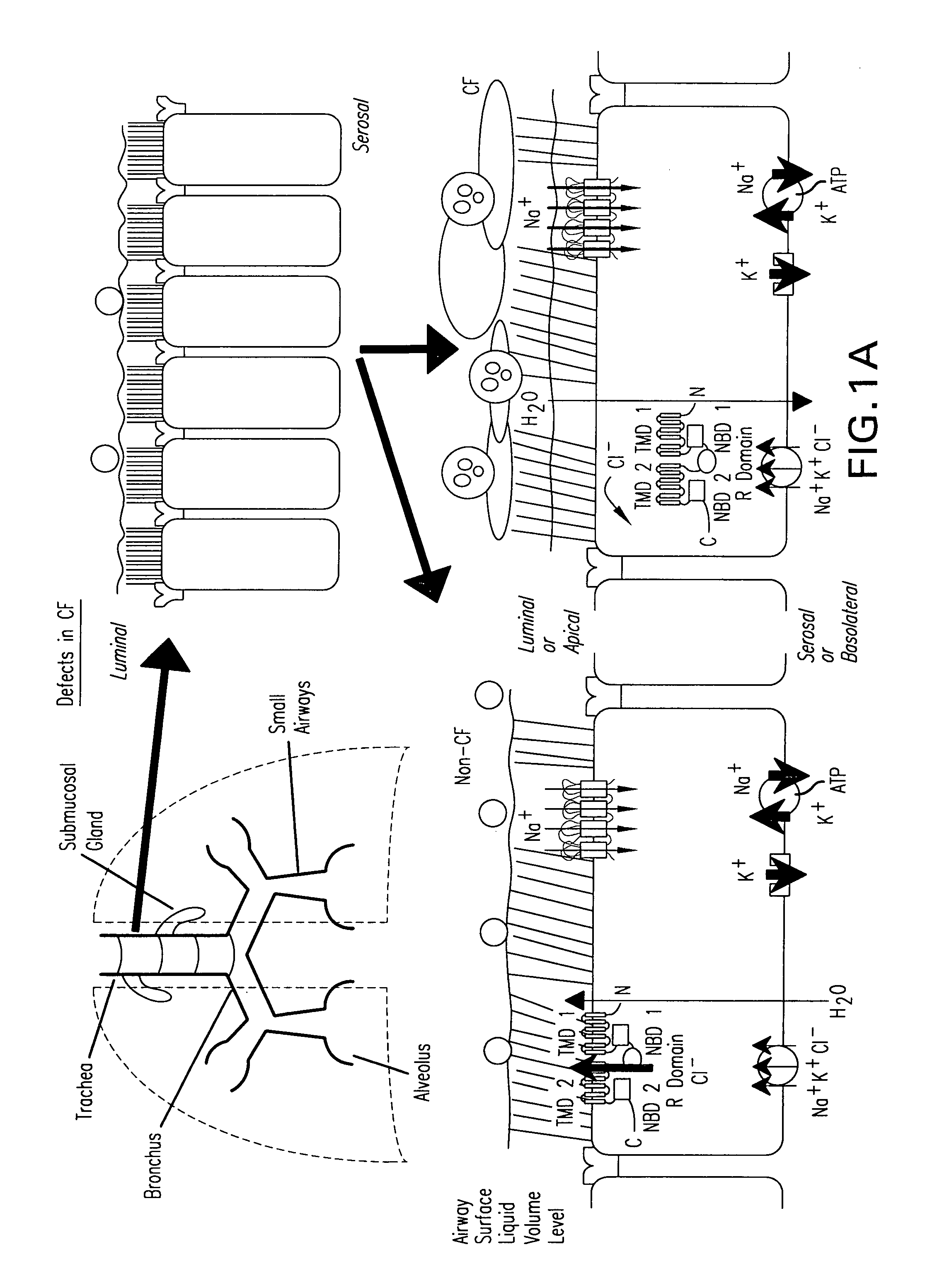 Methods and compositions for P2X receptor calcium entry channels and other calcium entry mechanisms