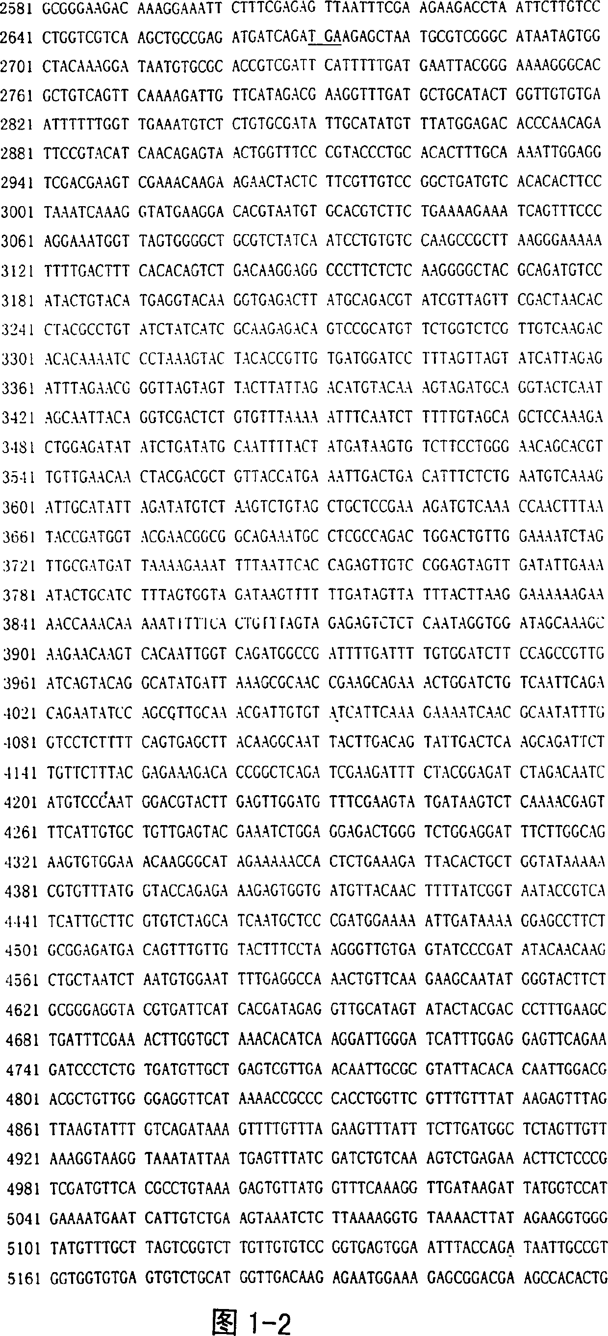 Low-virulent vaccine K genom sequence of tomato mosaic