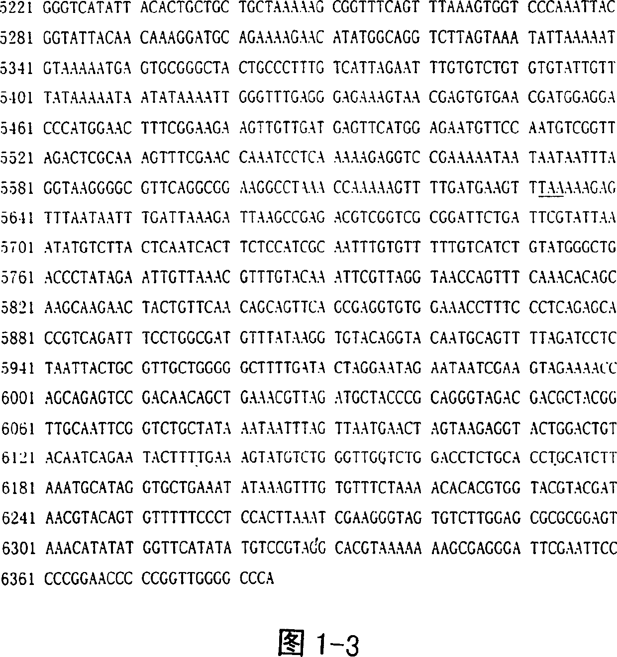 Low-virulent vaccine K genom sequence of tomato mosaic