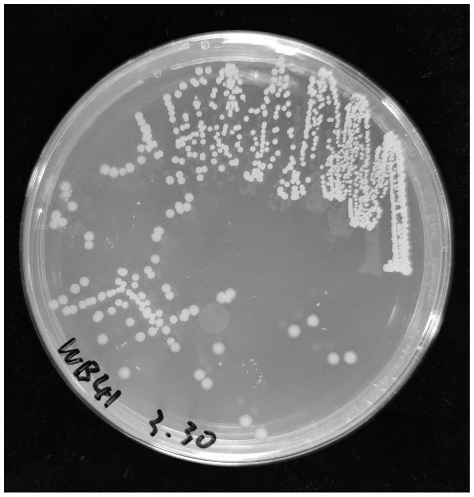 Preparation method and application of brevibacillus laterosporus and spore antibacterial peptide-chitosan-gelatin composite preservative film