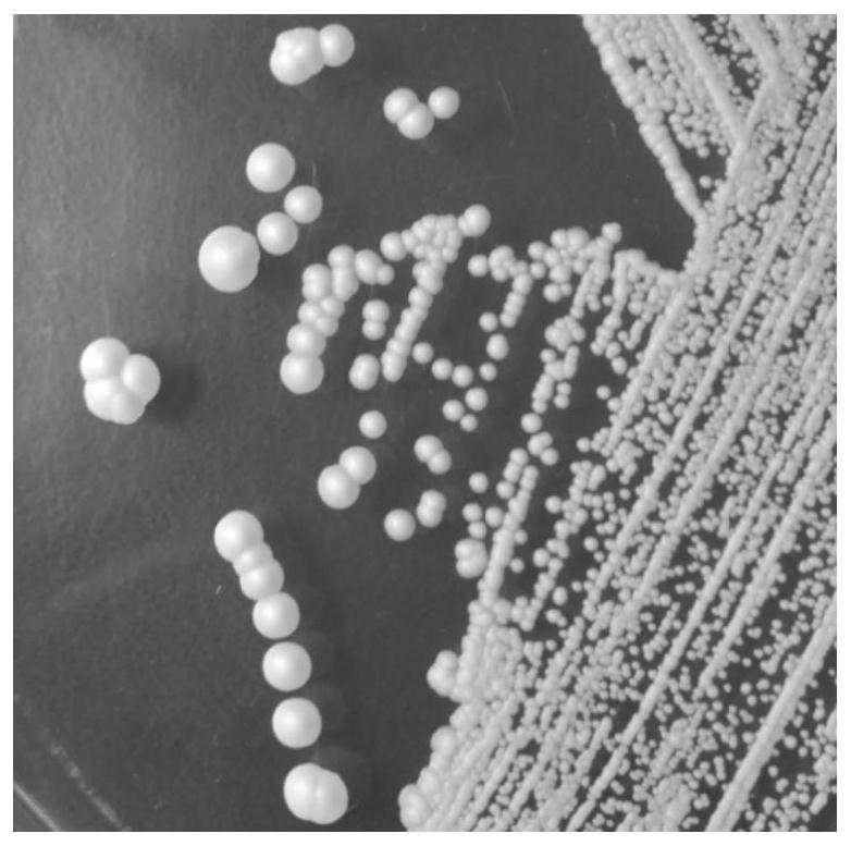 Saccharomyces cerevisiae strain and its application in ice wine