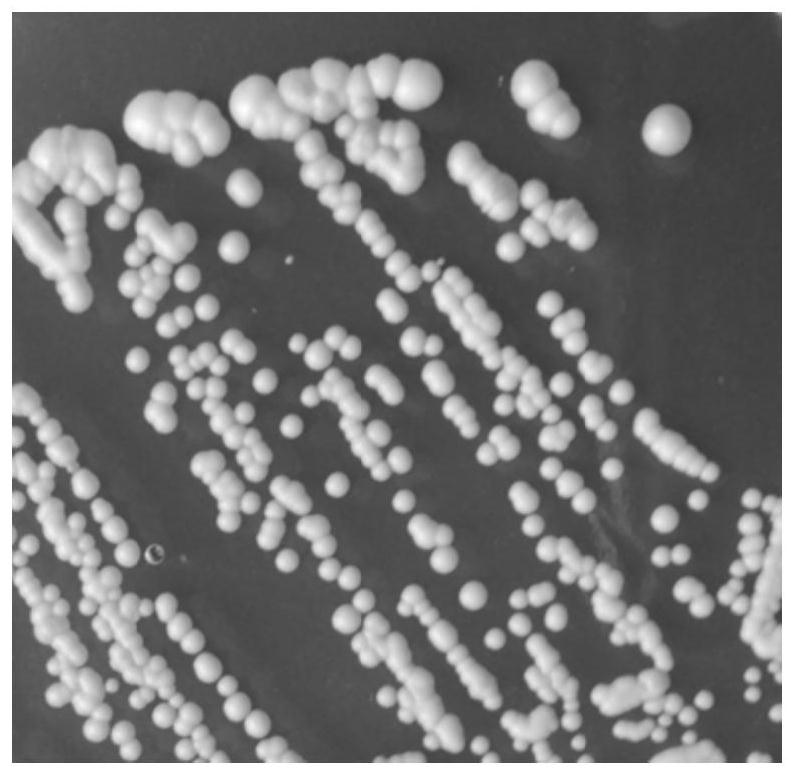 Saccharomyces cerevisiae strain and its application in ice wine