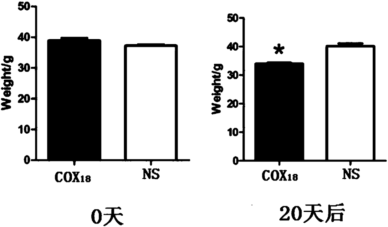 COX18 polypeptide with biological activity as well as synthesis method thereof and application thereof