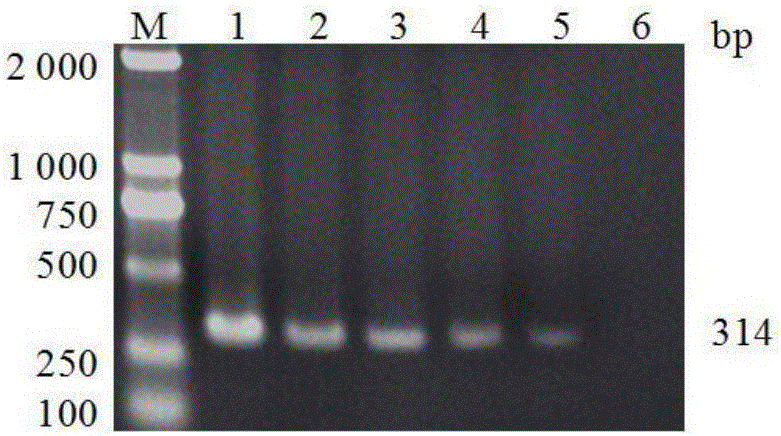 Primer pair for detecting enzootic nasal tumor virus gene and application of primer pair