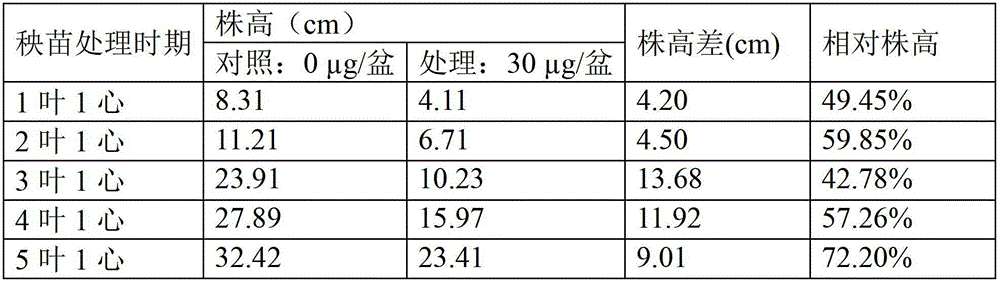 Method for measuring sensibility of rice plants to bentazone and method for screening rice plants