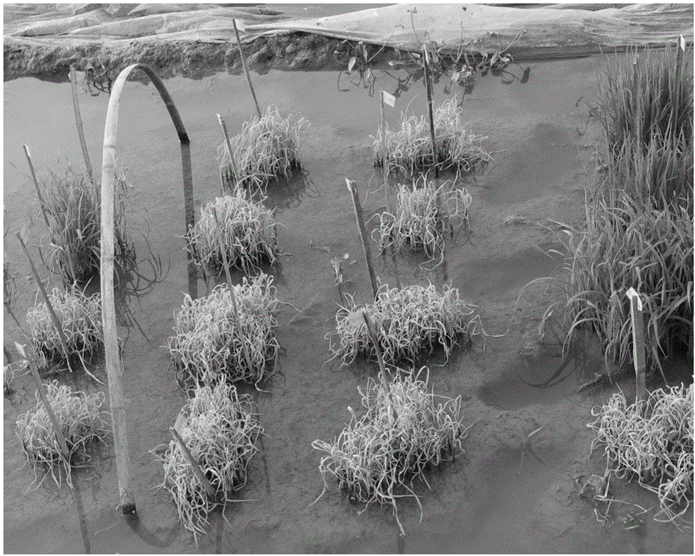 Method for measuring sensibility of rice plants to bentazone and method for screening rice plants