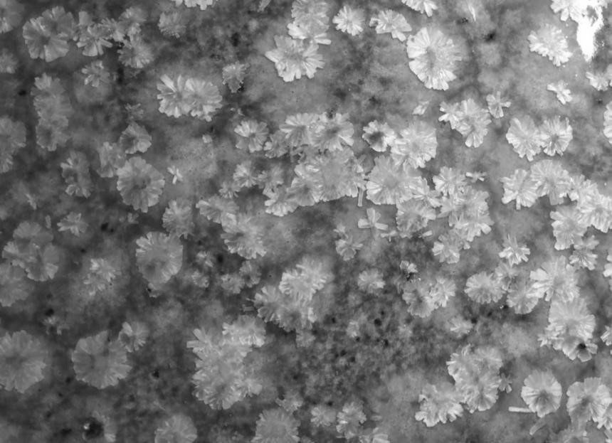 Giant crystal grains capable of forming crystal flowers, dry grain combination, grains for ceramics, ceramics and preparation method of ceramics