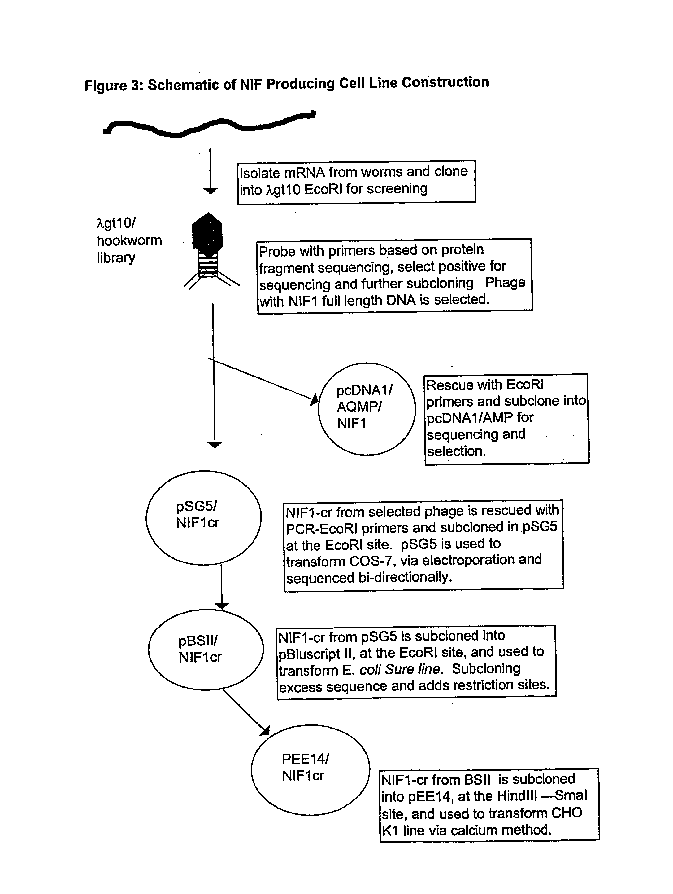 Process for the preparation of neutrophil inhibitory factor