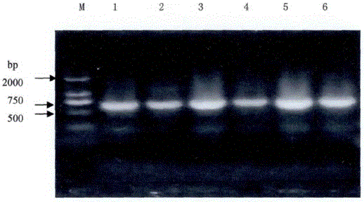 Improved CTAB method for extracting polygonum capitatum DNA
