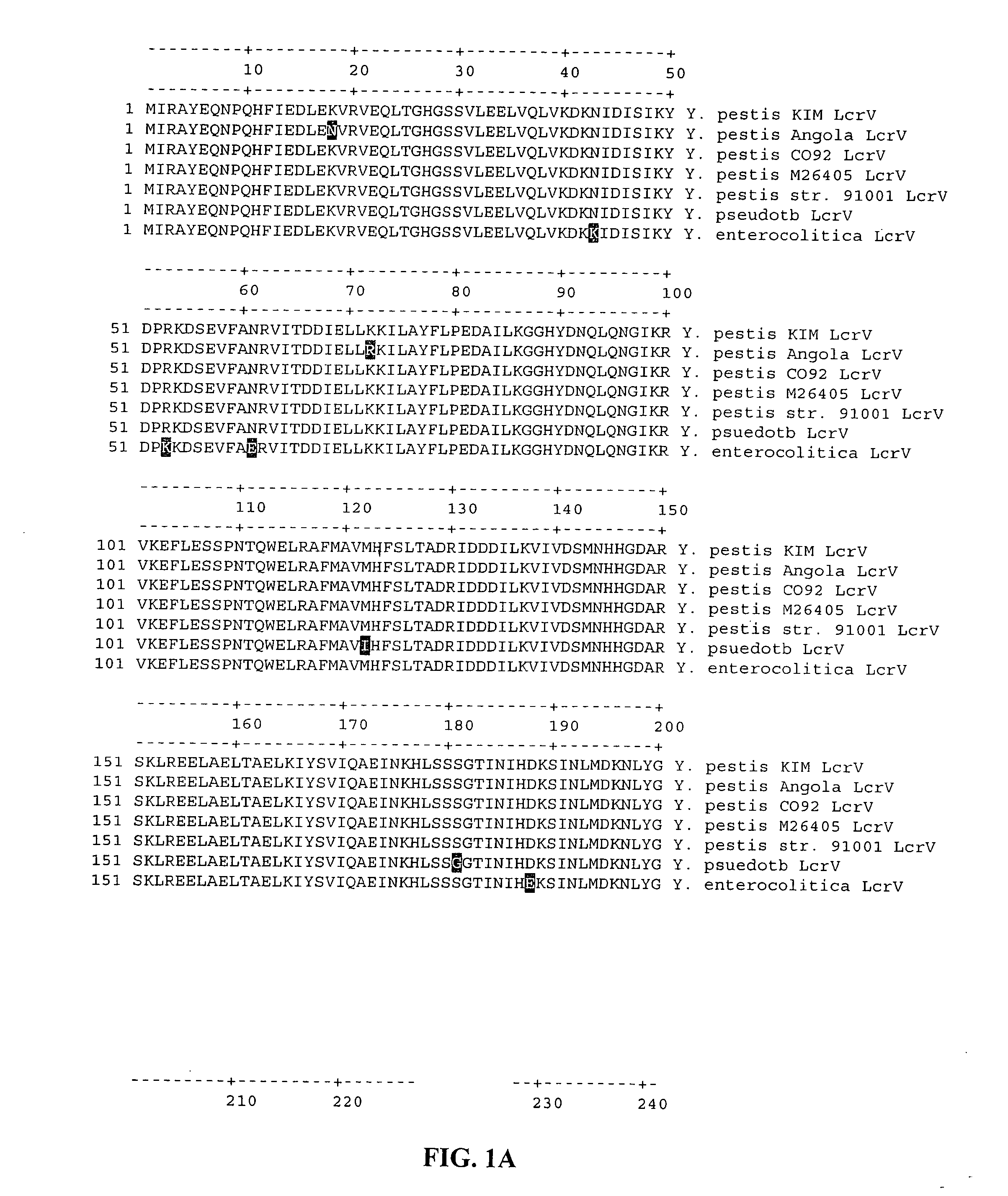 Methods and compositions involving LcrV proteins