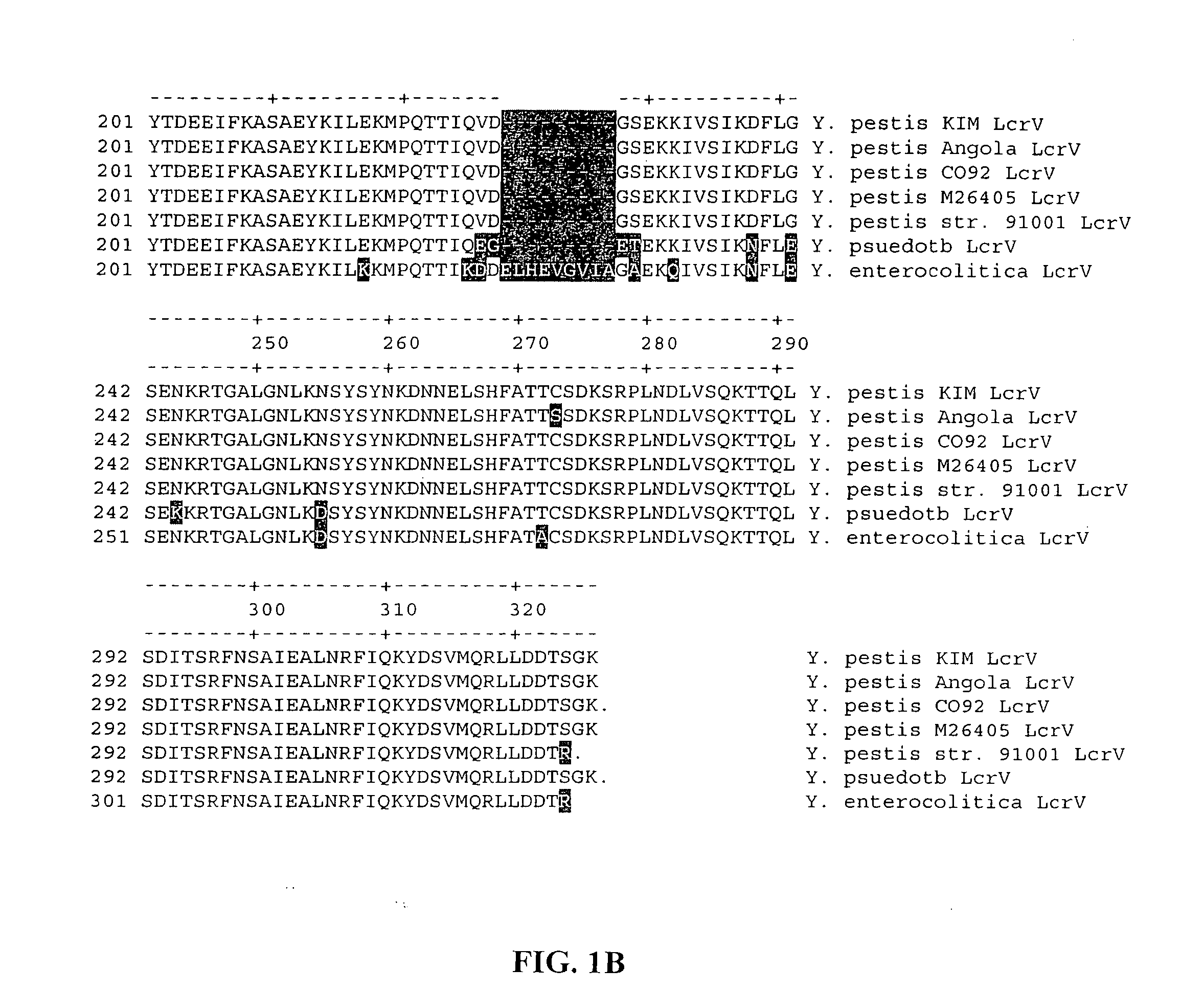 Methods and compositions involving LcrV proteins