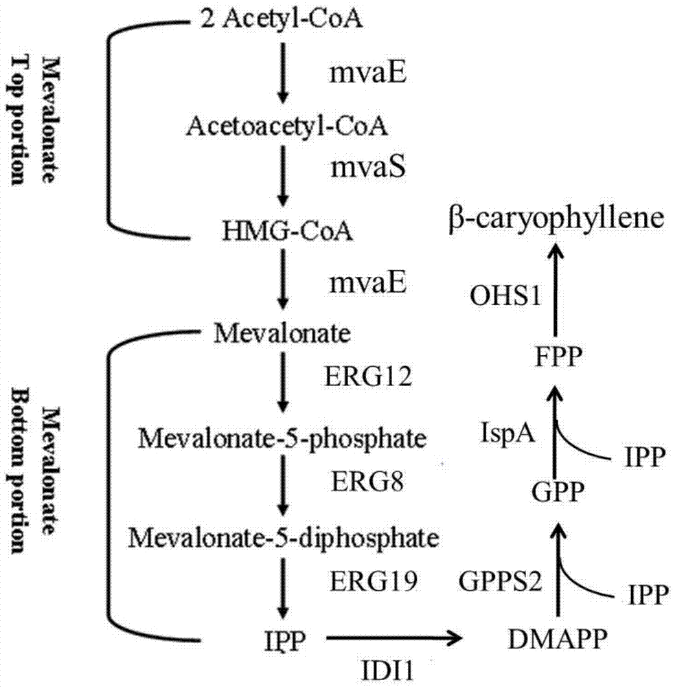 A method of synthesizing beta-caryophyllene by microbial catalysis and a reconstituted cell capable of synthesizing the beta-caryophyllene