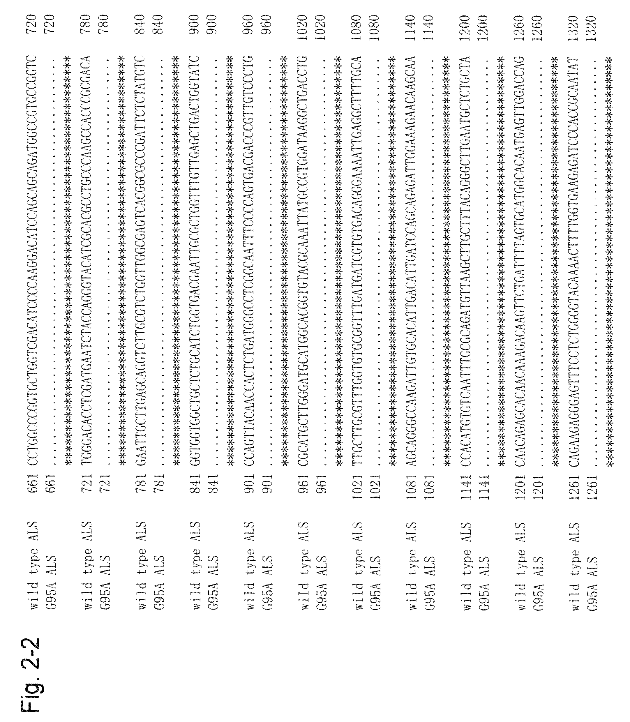 Method for transformation using mutant acetolactate synthase gene