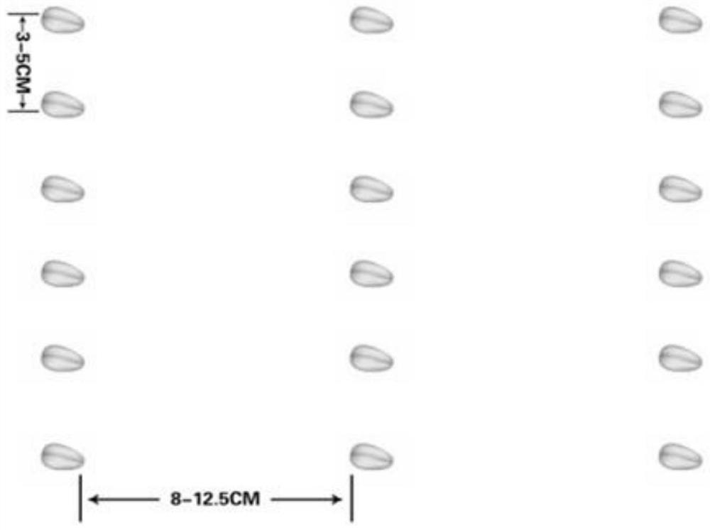 Ridge-reducing and land-increasing planting method based on biological characteristics of wheat