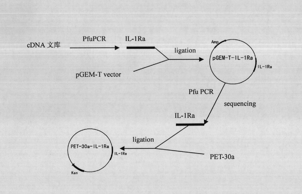 Fermentation medium for preparing recombination IL-1ra (Interleukin-1 Receptor Antagonist) and fermentation method thereof