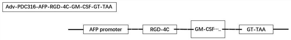 Virus construct for treating liver cancer as well as application and construction method thereof