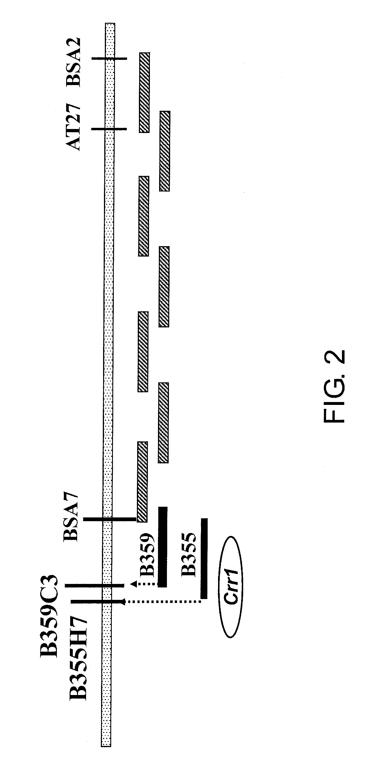 Method for producing cruciferous plant resistant to clubroot