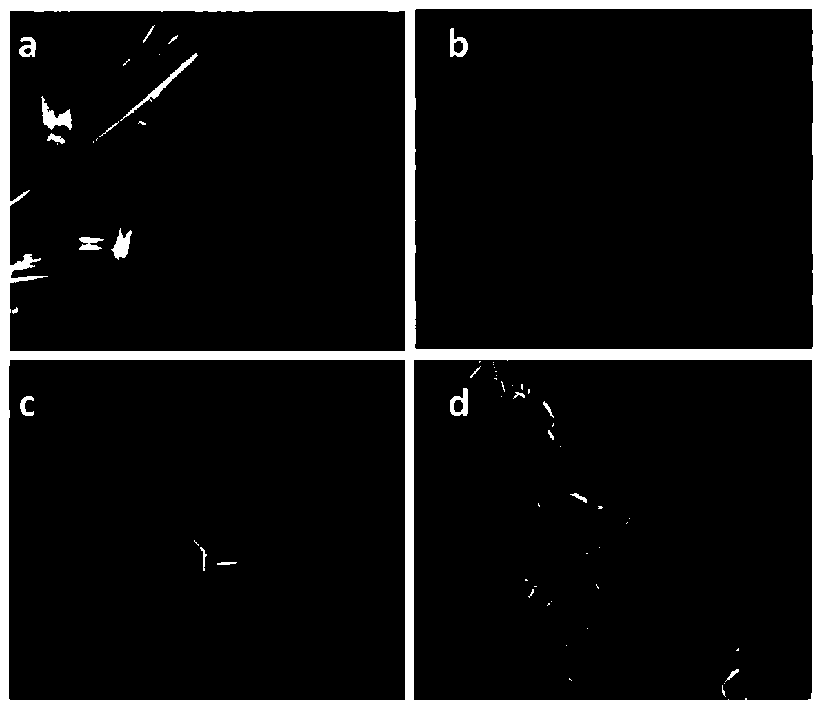 Preparation method of titanium dioxide/tritin tetroxide negative electrode material for lithium ion battery