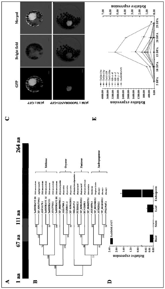 A transcription factor odorant1 that inhibits the synthesis of wheat grain storage proteins and its application