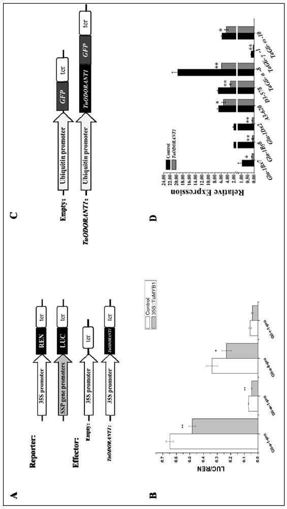 A transcription factor odorant1 that inhibits the synthesis of wheat grain storage proteins and its application