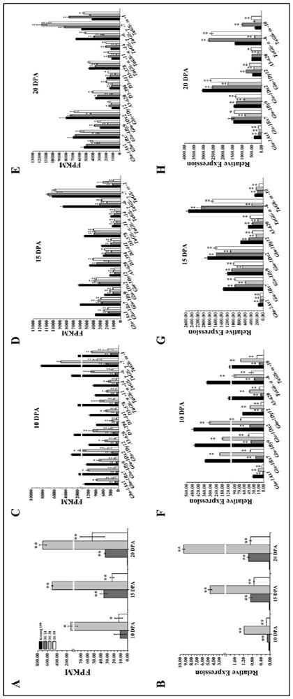 A transcription factor odorant1 that inhibits the synthesis of wheat grain storage proteins and its application