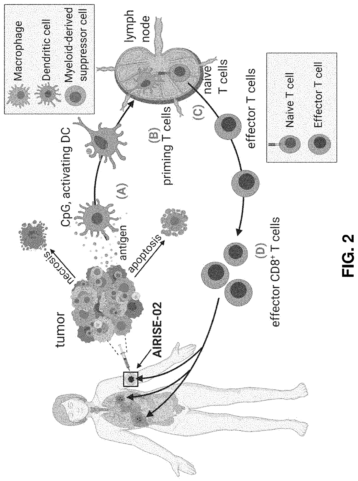 Immunotherapeutic constructs and methods of their use