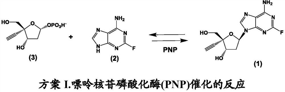 Engineered purine nucleoside phosphorylase variant enzymes