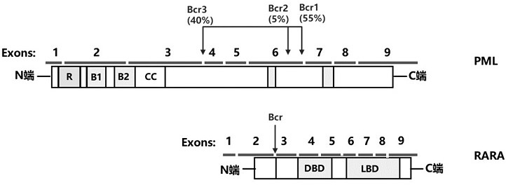 PML-RARA fusion gene mutation detection method