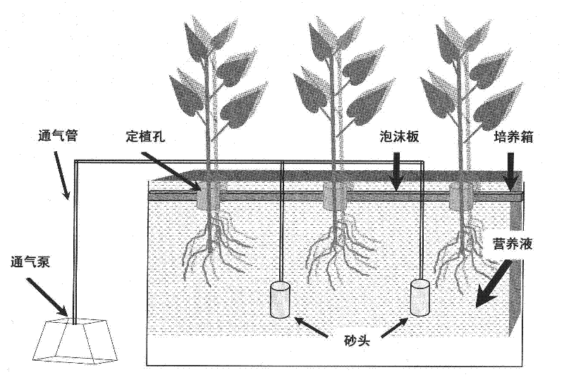 Pear tree water culturing method