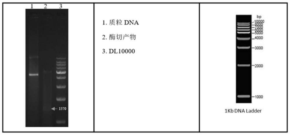 Antigen fusion protein, coding gene and application thereof