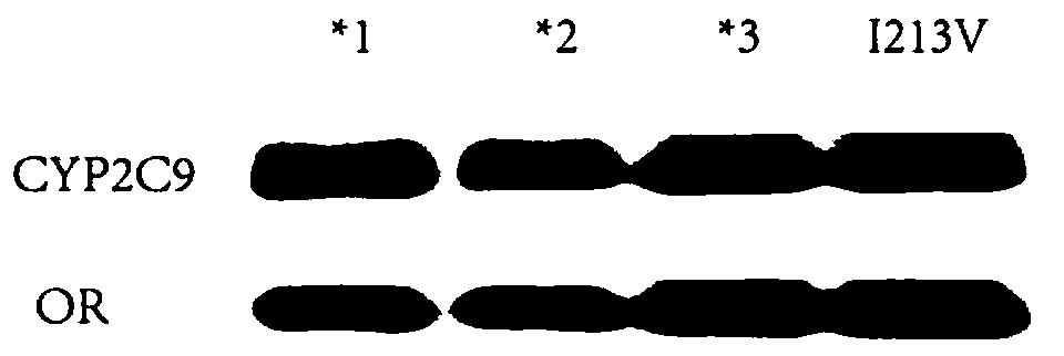 CYP2C9 gene segment comprising 637A&gt; G mutation, encoded protein segment and application thereof