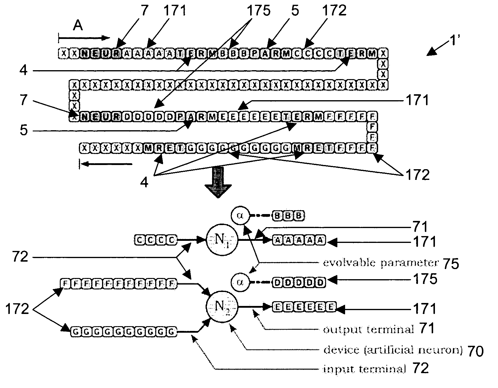 Method and device for evolving a network using a genetic representation