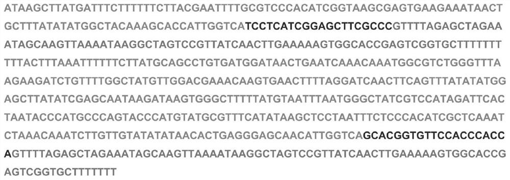 CRISPR/Cas9 vector with visual protein fusion antibiotic selection marker as well as construction method and application of CRISPR/Cas9 vector