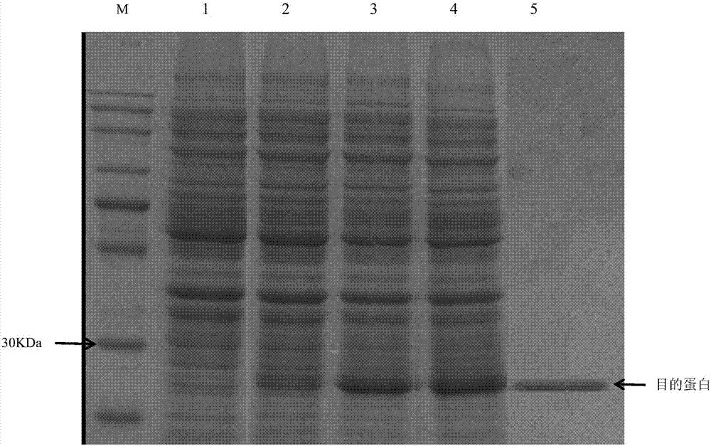 Sinonovacula constricta C1q (Complement 1q) gene, encoded protein, cloning method of sinonovacula constricta C1q gene and recombinant sinonovacula constricta C1q gene engineering bacterium construction method