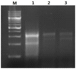 CRISPER-Cas9 (clustered regularly interspaced short palindromic repeats and CRISPR associated protein 9) system-mediated goat EDAR (ectodysplasin-areceptor) gene knockout method