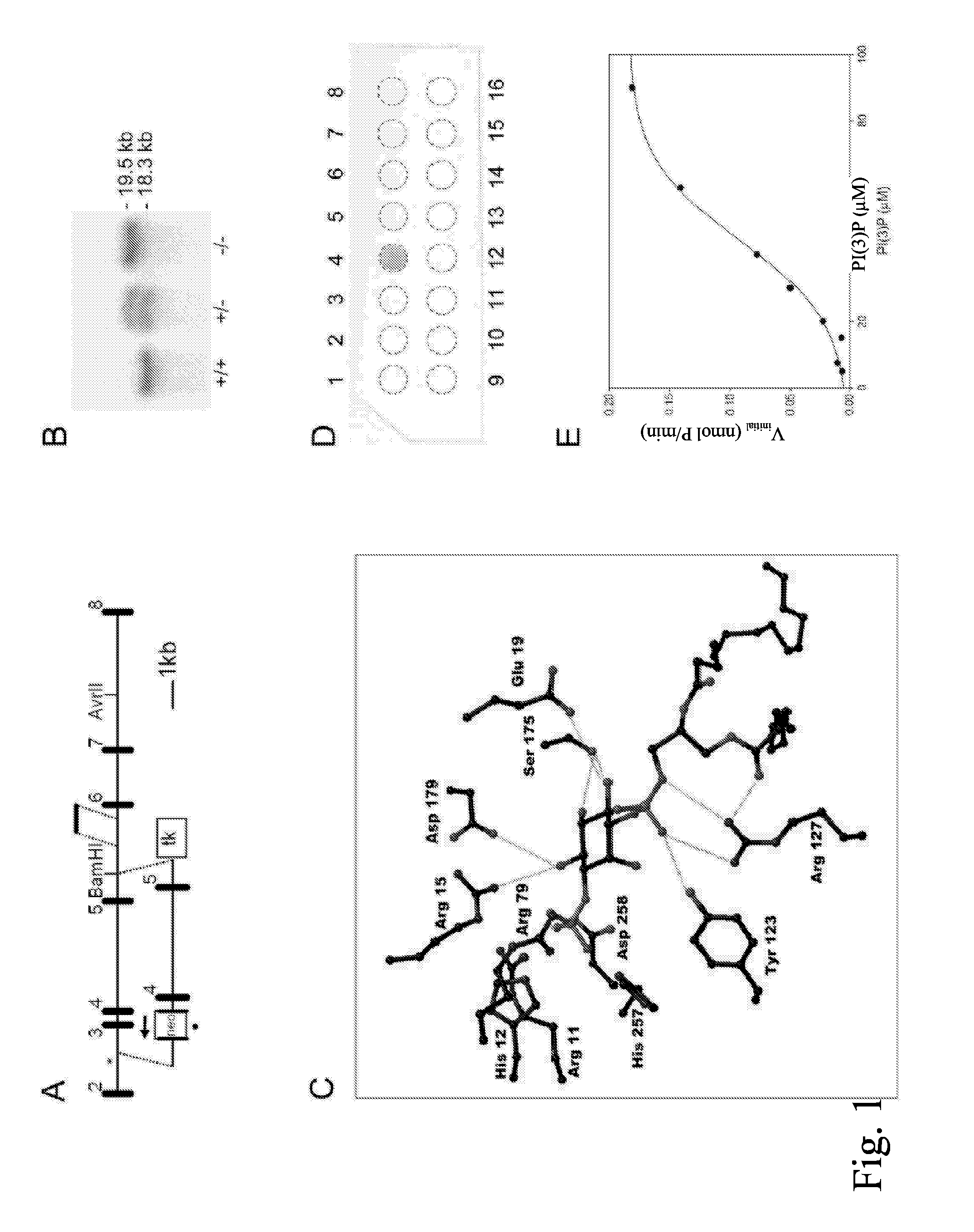 Method For Testing A Compound For A Therapeutic Effect And A Diagnostic Method