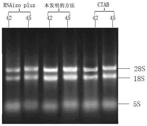 Method for extracting total RNA from millet seeds