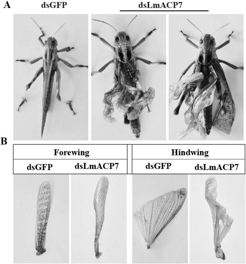 Migratory locust wing specific cuticle protein gene and application of dsRNA thereof