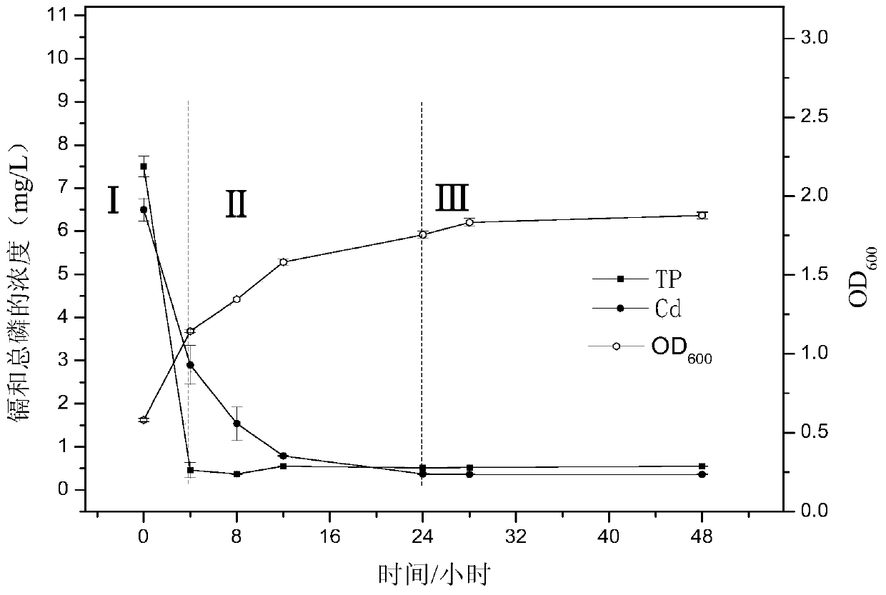 Pseudoalteromonas sp. capable of efficiently removing cadmium and phosphorus in wastewater and application thereof