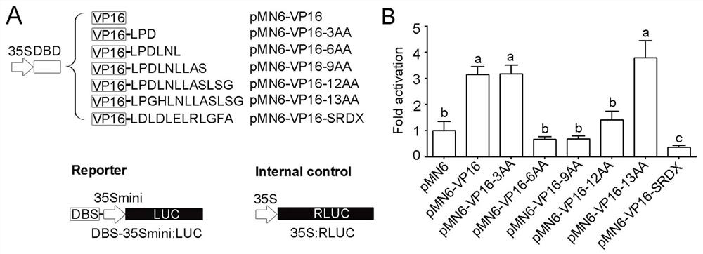 A kind of transcription repression structure domain, its coding gene and its application