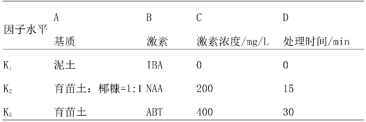 Method for raising seedlings of citrus medica by cutting