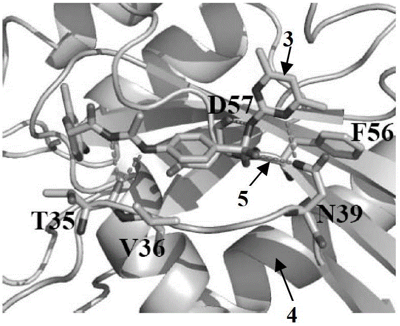 Cdc42 inhibitor and application thereof