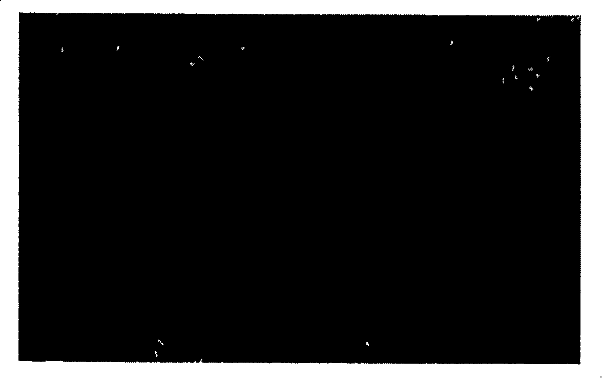 Asymmetric porous ceramic micro filter film and its preparing method