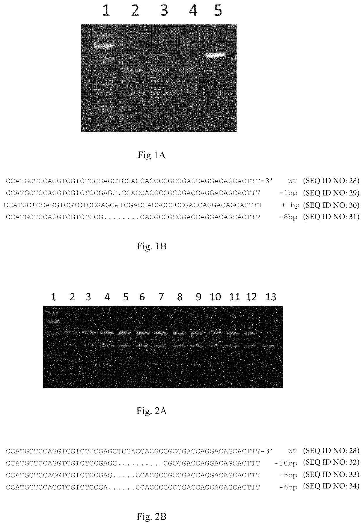 Method for conducting site-specific modification on entire plant via gene transient expression