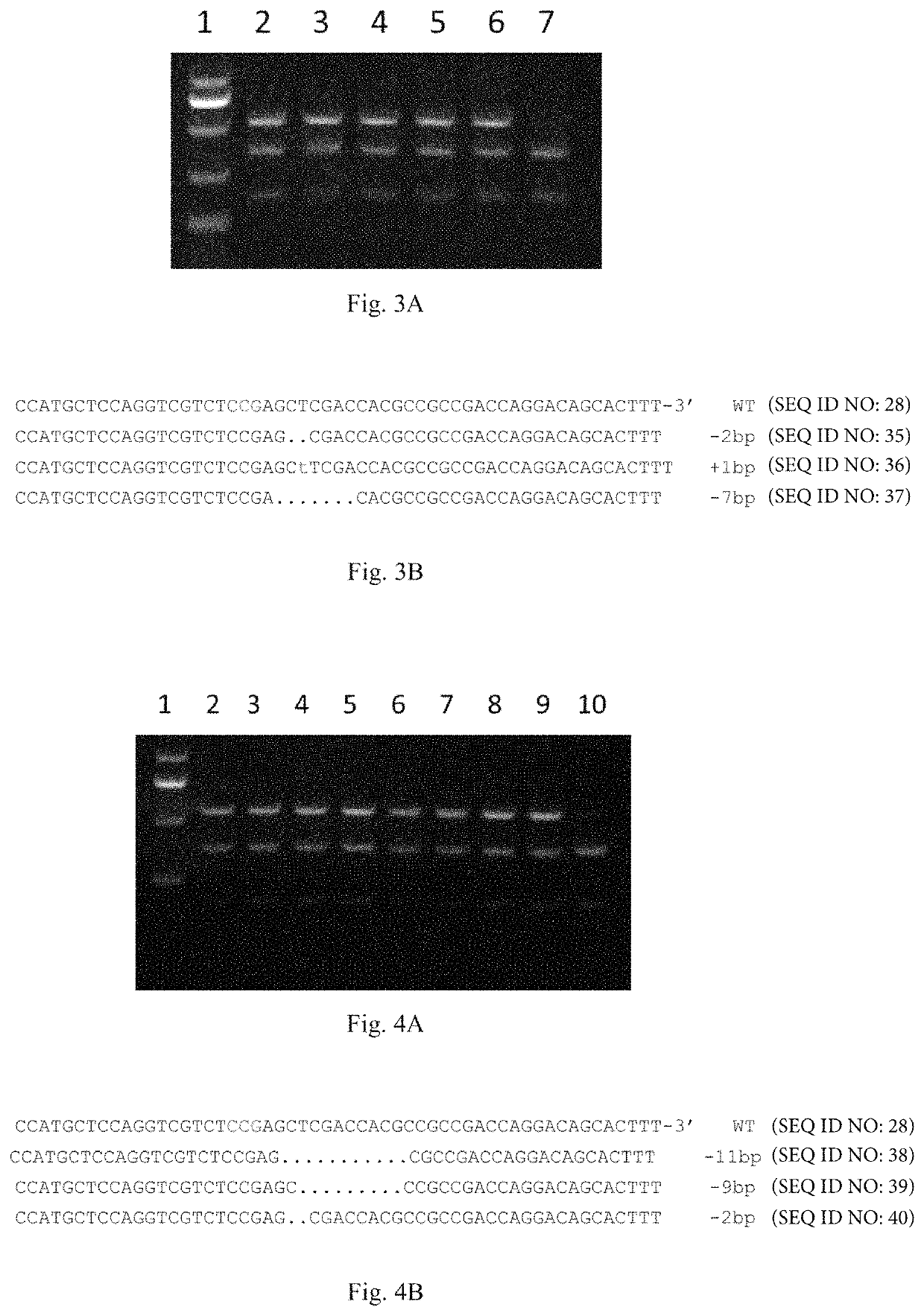 Method for conducting site-specific modification on entire plant via gene transient expression