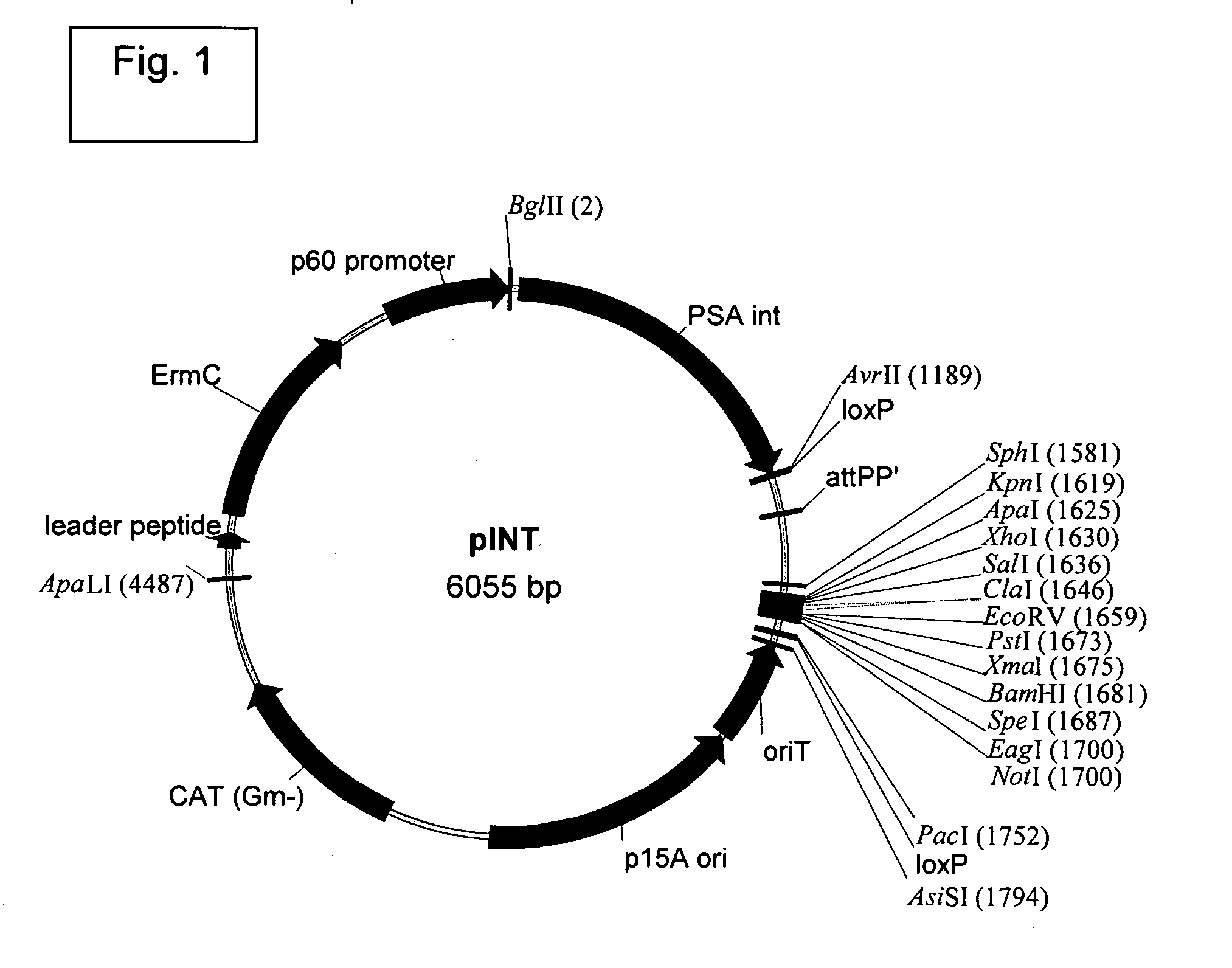 Engineered listeria and methods of use thereof