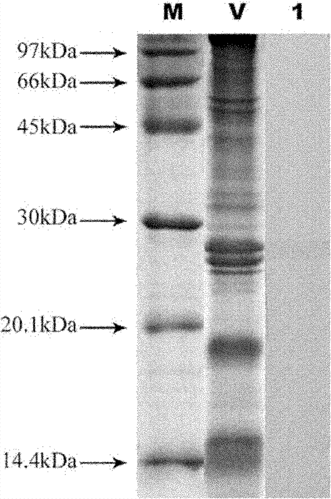Anti-idiotypic monoclonal antibody against envelope protein vp28 of shrimp white spot syndrome virus and the preparation method thereof