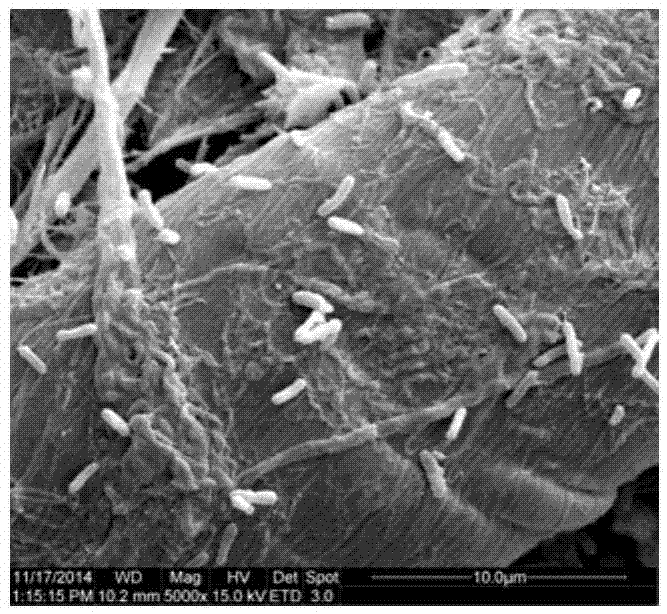 Thiobacillus acidophilus and method for treating acid mine wastewater and recycling iron resource by adopting same