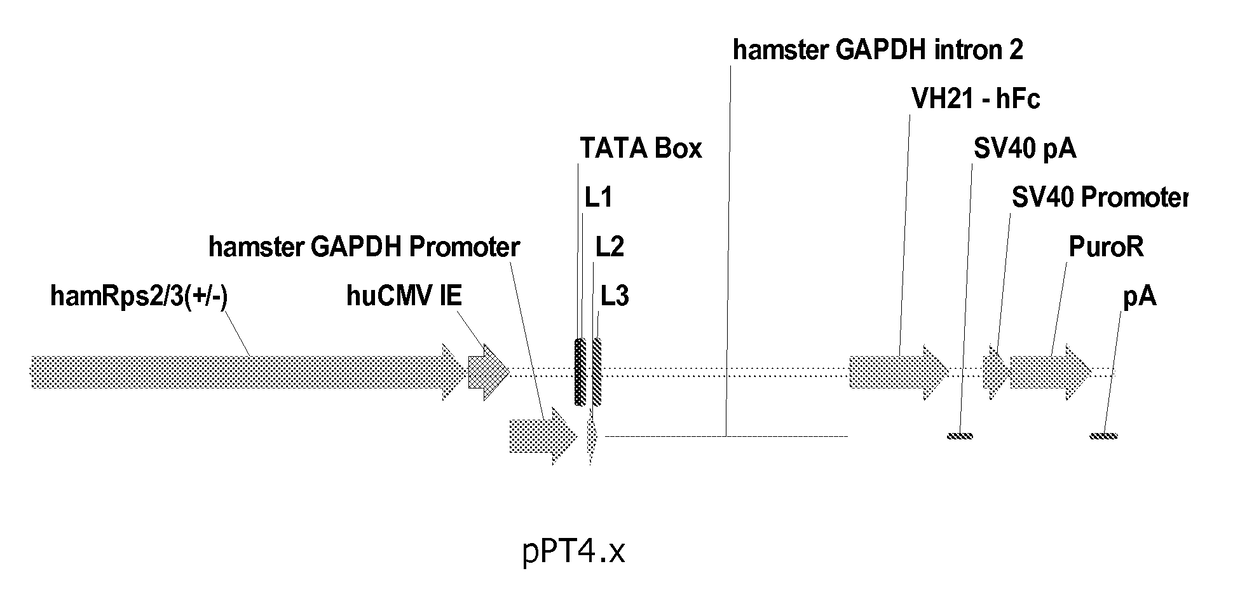 Promoter and Regulatory Elements for Improved Expression of Heterologous Genes in Host Cells